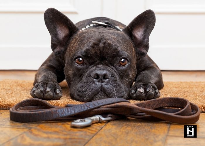 dog has his leash and wants to go for a walk